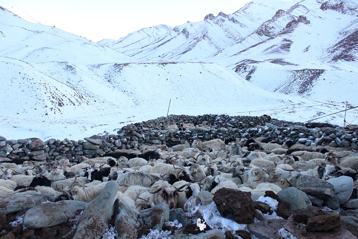 Livestock in their corrals