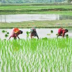 Indian women working on the fields/Pixabay