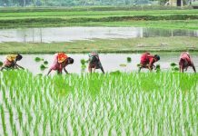 Indian women working on the fields/Pixabay