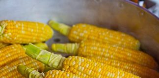 Corn is the staple crop of Mexico/Pixabay