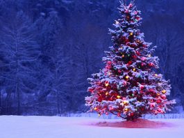 CHRISTMAS SUSTAINABLE