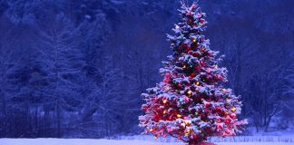 CHRISTMAS SUSTAINABLE