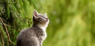 relationship with kitten