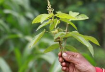 A leguminous plant held by a woman in Nepal/ Mongabay