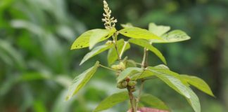 A leguminous plant held by a woman in Nepal/ Mongabay