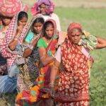 A group of female workers crossing an agricultural field/ image for representational purposes only