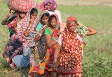 A group of female workers crossing an agricultural field/ image for representational purposes only