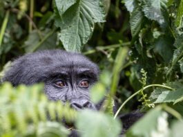 A gorilla peeping from being a leafy bush/Image:Pixabay
