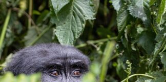 A gorilla peeping from being a leafy bush/Image:Pixabay