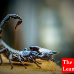 A Rainy Day, a Scorpion Bite and My Fitbit