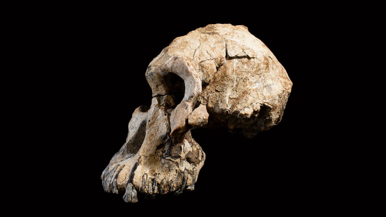 skull