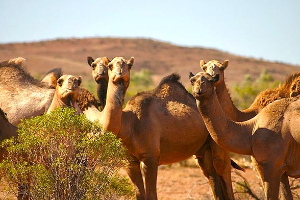 CAMELS