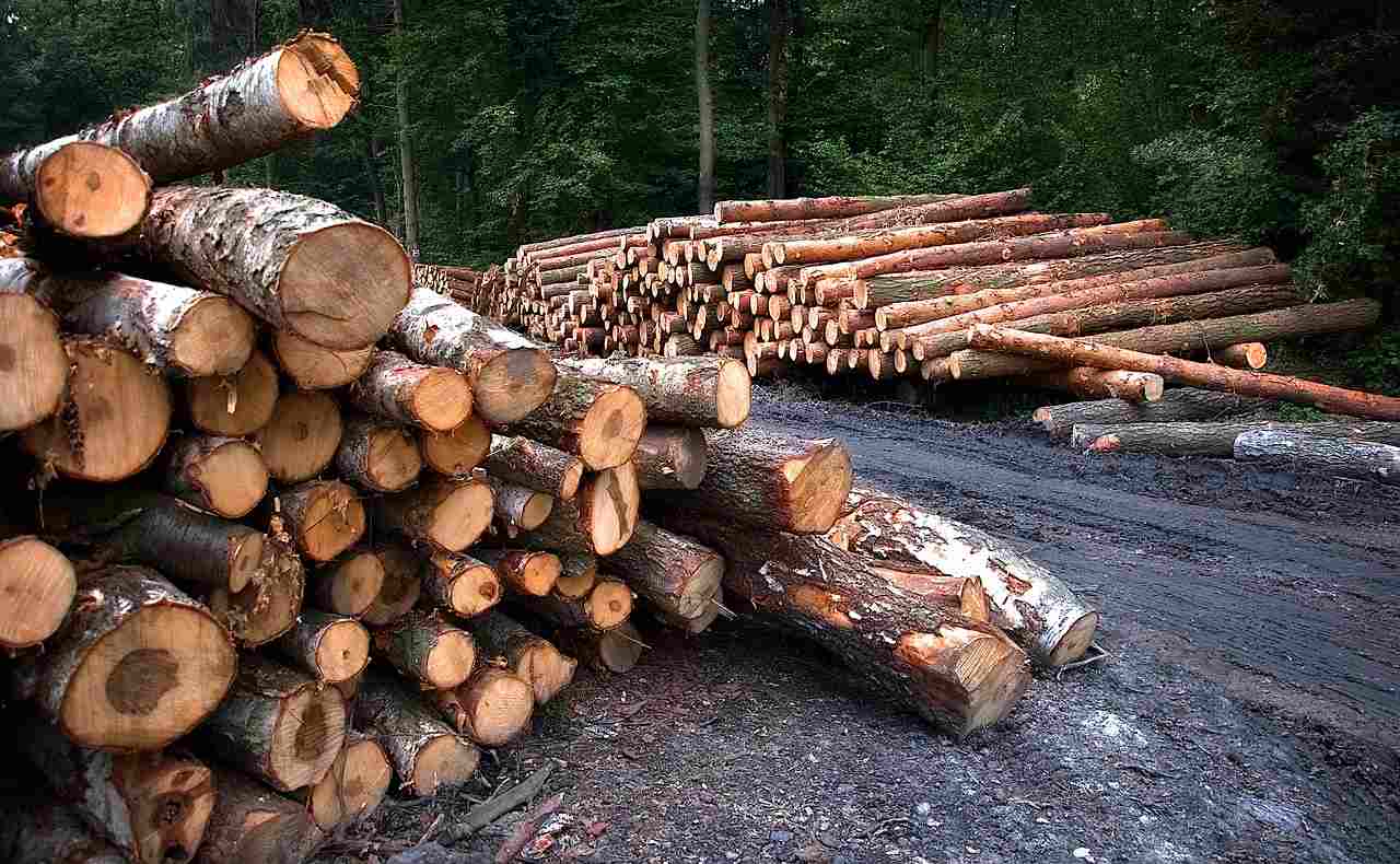 imgonline-com-ua-CompressToSize-SzVEIgRbuLIYJGY manipur forest