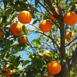 Orange Tree