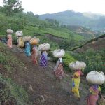 Bengal’s Tea Estates