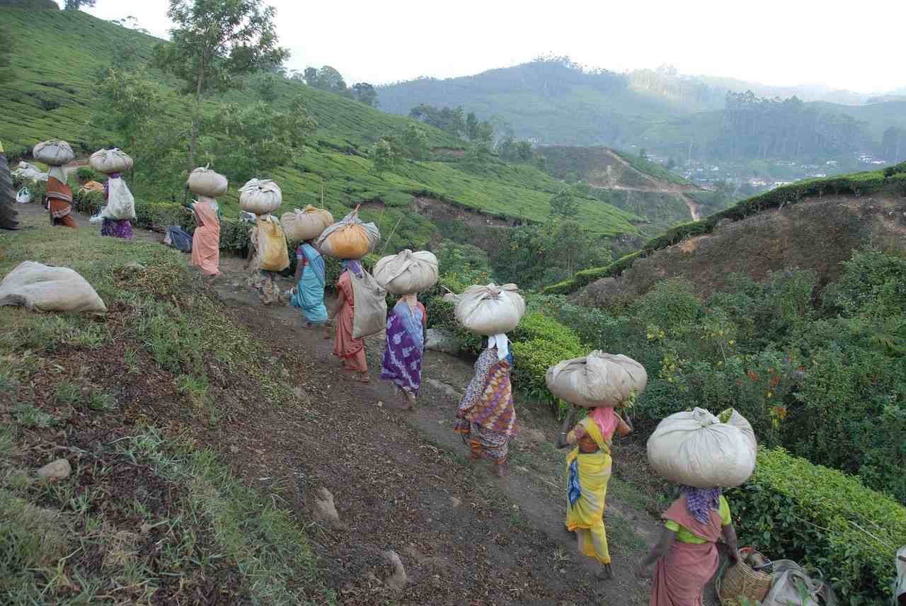 Bengal’s Tea Estates