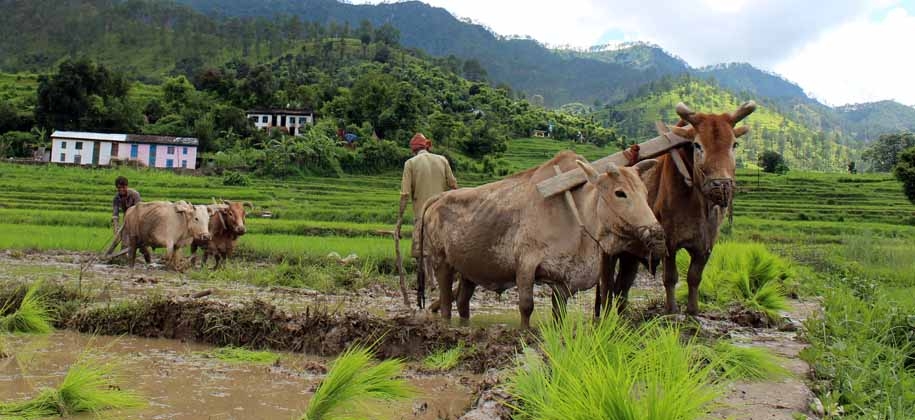 UTTARAKHAND FARMERS AGRICULTURE LOSS