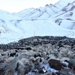 Livestock in their corrals