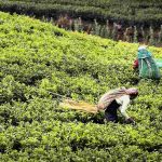 Tamil Nadu’s Tea workers