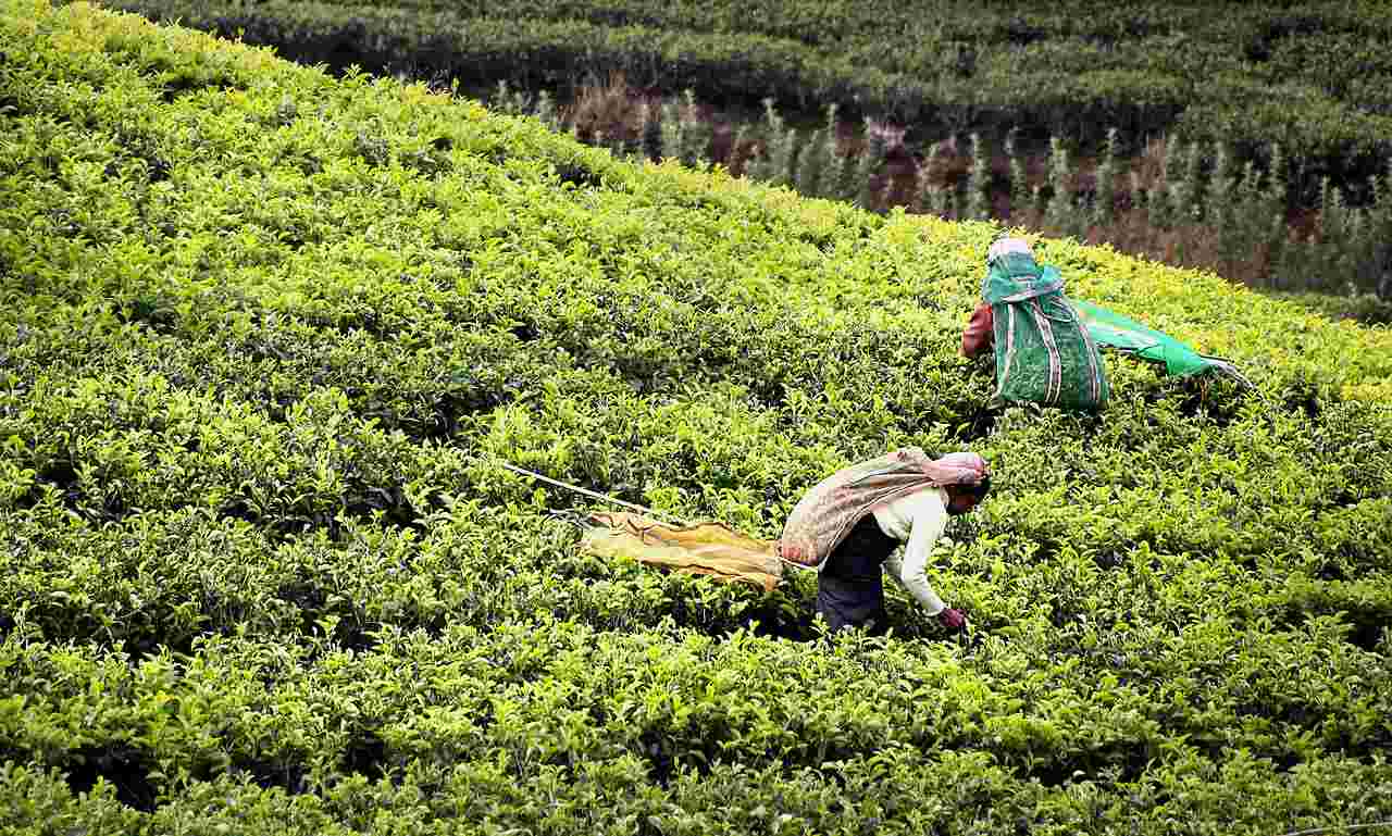 Tamil Nadu’s Tea workers