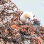 Birds Eating Hundreds of Plastic Pieces Every Day