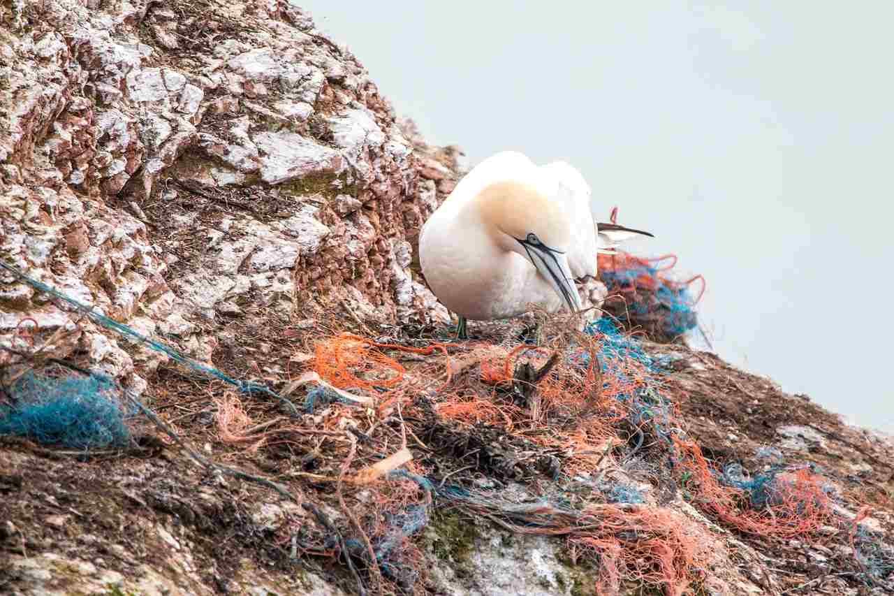 Birds Eating Hundreds of Plastic Pieces Every Day