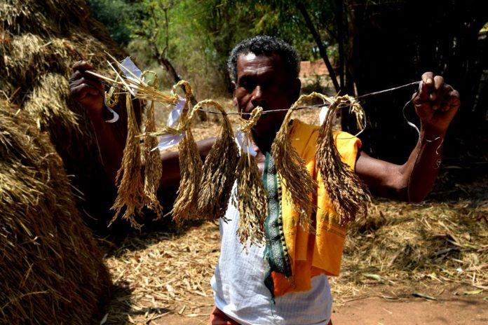 Purushottam-Gadaba-of-Kadamguda-village-shows-the-indigenous-rice-seeds-he-grows-in-his-fields-1200x800
