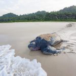 A research team monitored nesting sites on Little Andaman Island and tagged leatherbacks using satellite transmitters. Image by Adhith Swaminathan.