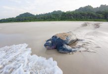 A research team monitored nesting sites on Little Andaman Island and tagged leatherbacks using satellite transmitters. Image by Adhith Swaminathan.