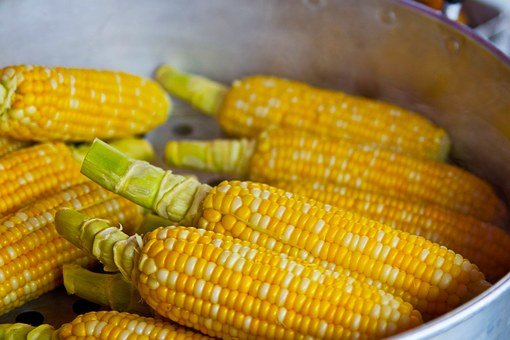 Corn is the staple crop of Mexico/Pixabay