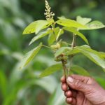 A leguminous plant held by a woman in Nepal/ Mongabay