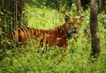 The massive conservation success is expected to make Nepal the only one of the tiger range countries to even come close to doubling its population of the big cat.