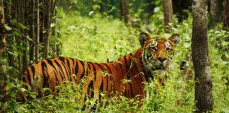 The massive conservation success is expected to make Nepal the only one of the tiger range countries to even come close to doubling its population of the big cat.