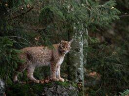 A predominant need of the hour is to conserve the forests.