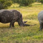 The last two northern white rhino females