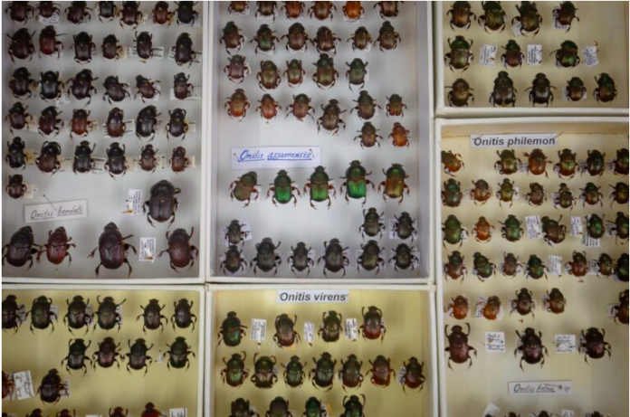 The Insect Biosystematics and Conservation Lab at ATREE serves as a hub for insect research, housing a majority of India’s species, including 450 species of dung beetles. Image by Abhishek N. Chinnappa.